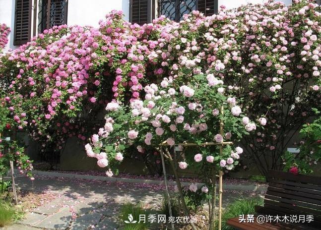 25個豐花濃香的波旁月季。擁有中國血統(tǒng)，不僅抗病還能做花墻(圖32)
