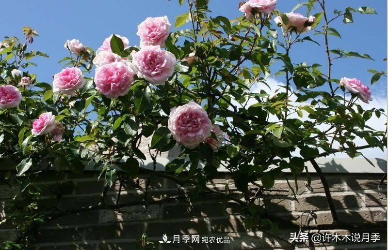 25個豐花濃香的波旁月季。擁有中國血統(tǒng)，不僅抗病還能做花墻(圖34)
