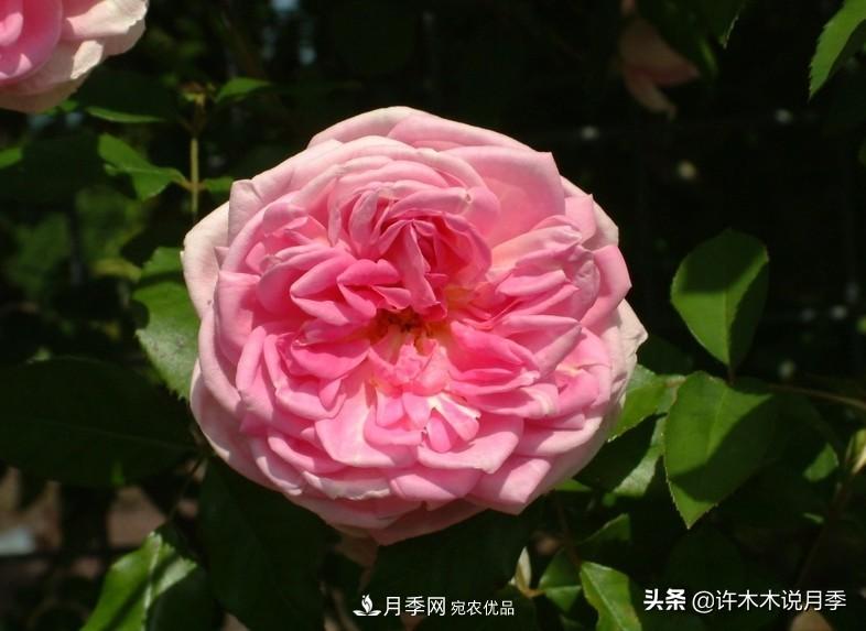 25個豐花濃香的波旁月季。擁有中國血統(tǒng)，不僅抗病還能做花墻(圖35)
