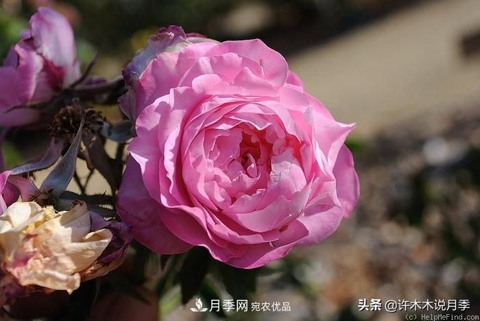 25個豐花濃香的波旁月季。擁有中國血統(tǒng)，不僅抗病還能做花墻(圖37)