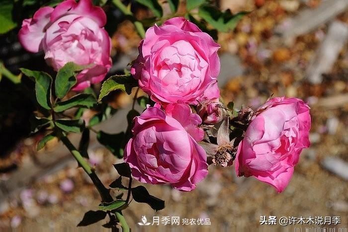 25個豐花濃香的波旁月季。擁有中國血統(tǒng)，不僅抗病還能做花墻(圖36)