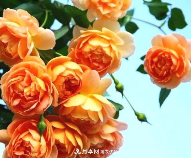 3種“***香月季花”，個(gè)個(gè)香氣四溢、驚艷四座，年年開花(圖1)