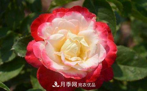 3種“***香月季花”，個(gè)個(gè)香氣四溢、驚艷四座，年年開花(圖2)