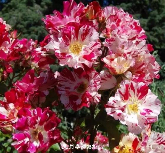 3種“***香月季花”，個(gè)個(gè)香氣四溢、驚艷四座，年年開花(圖4)