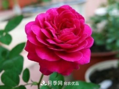 3種“***香月季花”，個(gè)個(gè)香氣四溢、驚艷四座，年年開花(圖3)