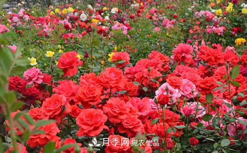 怎么管理陽臺(tái)上的盆栽月季，方法是什么？(圖1)
