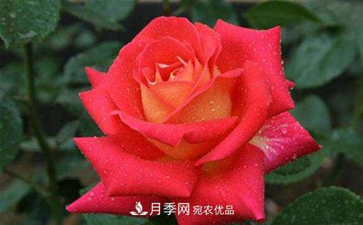 作為養(yǎng)花人不可不知道月季苗的生長習性(圖1)