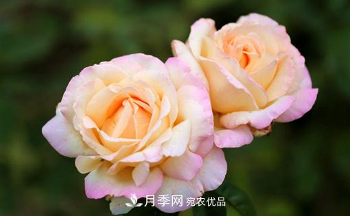 月季如何繁殖？休眠期的花卉怎么保護(hù)？(圖1)