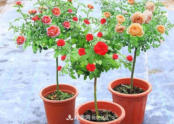 怎樣預(yù)防你南陽(yáng)棒棒糖樹(shù)狀月季黑斑病病害？(圖1)