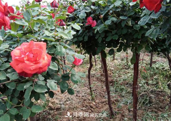 安徽月季樹無根砧木嫁接該怎么做？(圖1)
