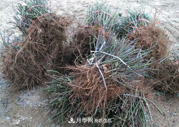 南陽月季裸根苗批發(fā)，品種齊全(圖2)