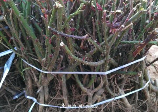 南陽月季裸根苗批發(fā)，品種齊全(圖3)