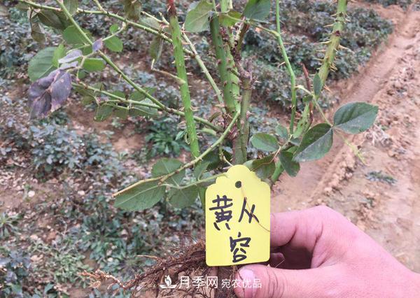 冬季***佳入苗期，提高月季裸根苗成活率6大絕招(圖1)