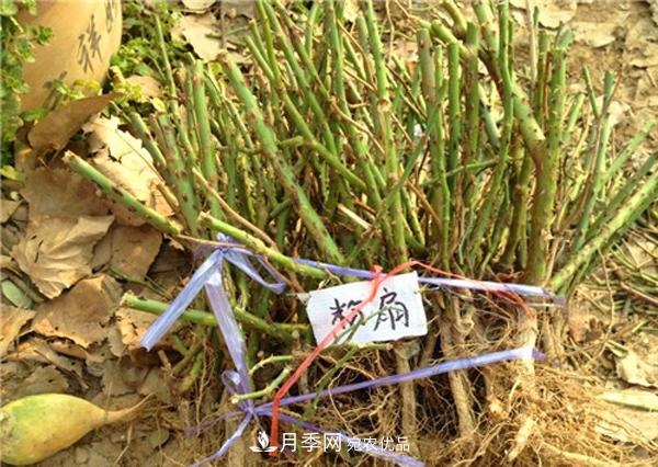 冬季***佳入苗期，提高月季裸根苗成活率6大絕招(圖2)