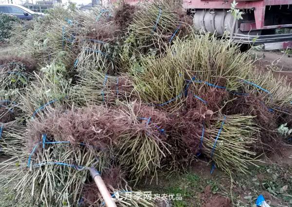 冬季***佳入苗期，提高月季裸根苗成活率6大絕招(圖4)