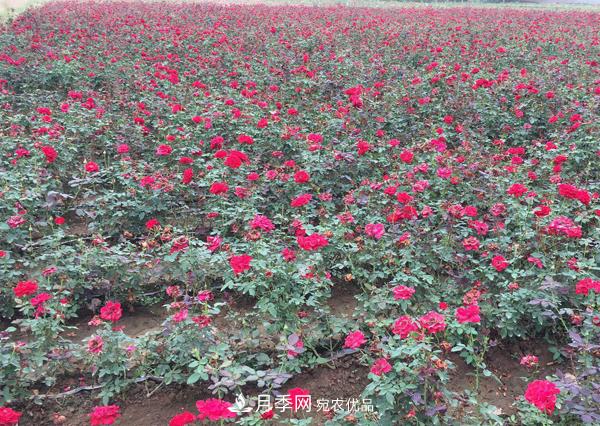 南陽這幾種月季開花不斷，抗病性也是不錯的喲！(圖1)