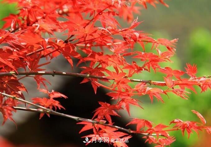 紅楓栽培要點(diǎn)，盆景園林皆宜(圖1)