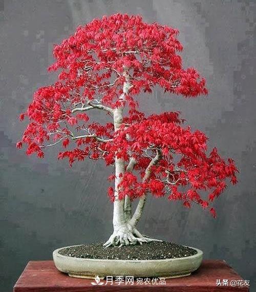 紅楓栽培要點(diǎn)，盆景園林皆宜(圖2)
