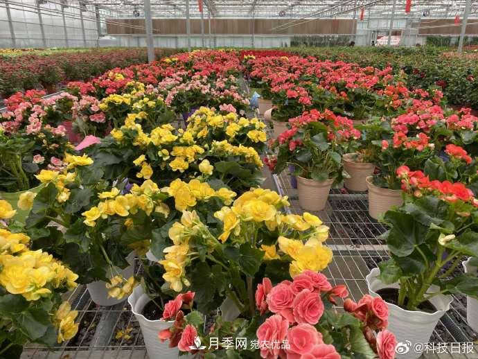 甘肅山里的鮮花基地，讓農(nóng)民顧家掙錢兩不誤(圖3)