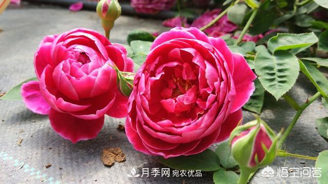 月季白粉病，用稀釋的白酒噴灑可以治愈嗎？(圖1)