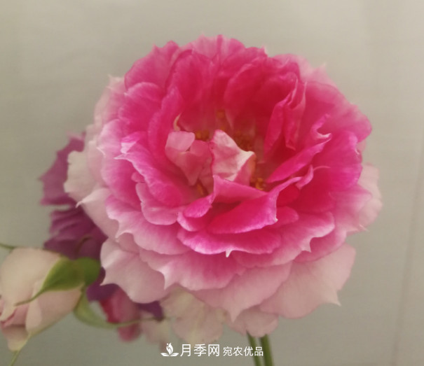 10款濃香月季，開花比香水還好聞，從春一直開到秋！(圖2)