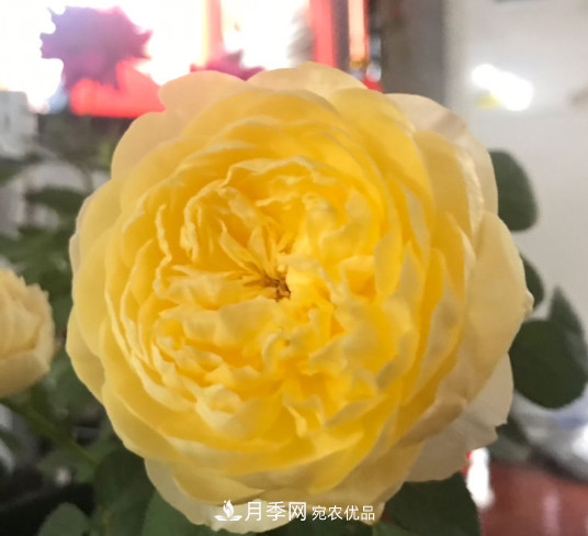10款濃香月季，開花比香水還好聞，從春一直開到秋！(圖3)