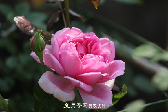 10款濃香月季，開花比香水還好聞，從春一直開到秋！(圖4)