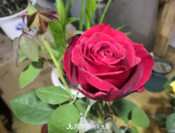 10款濃香月季，開花比香水還好聞，從春一直開到秋！(圖6)