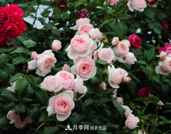 10款濃香月季，開花比香水還好聞，從春一直開到秋！(圖7)