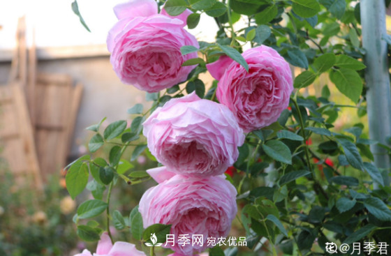 10款濃香月季，開花比香水還好聞，從春一直開到秋！(圖8)