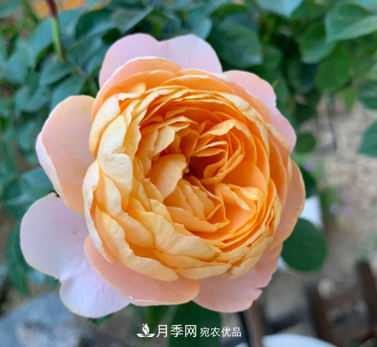 10款濃香月季，開花比香水還好聞，從春一直開到秋！(圖10)