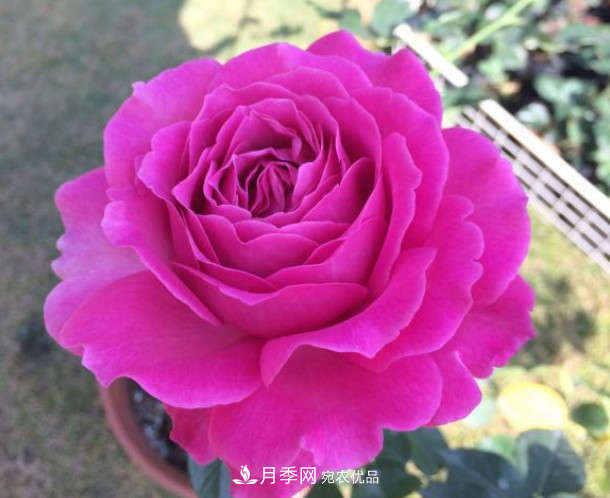 10款濃香月季，開花比香水還好聞，從春一直開到秋！(圖9)