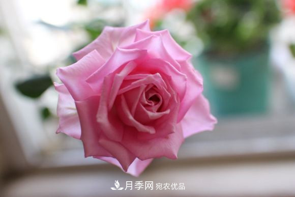 10款濃香月季，開花比香水還好聞，從春一直開到秋！(圖11)