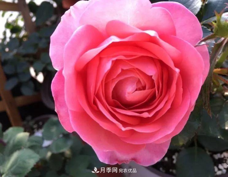 陽(yáng)臺(tái)小怎么辦？推薦8種微型荷蘭陽(yáng)臺(tái)月季，好看又好養(yǎng)！(圖1)