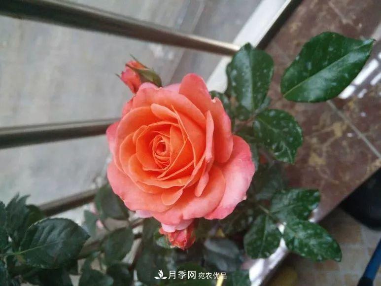 陽(yáng)臺(tái)小怎么辦？推薦8種微型荷蘭陽(yáng)臺(tái)月季，好看又好養(yǎng)！(圖5)