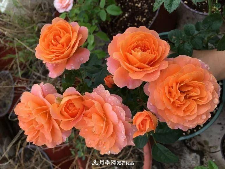 陽(yáng)臺(tái)小怎么辦？推薦8種微型荷蘭陽(yáng)臺(tái)月季，好看又好養(yǎng)！(圖6)