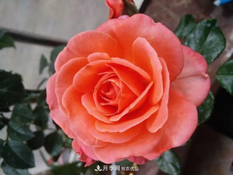 陽(yáng)臺(tái)小怎么辦？推薦8種微型荷蘭陽(yáng)臺(tái)月季，好看又好養(yǎng)！(圖4)