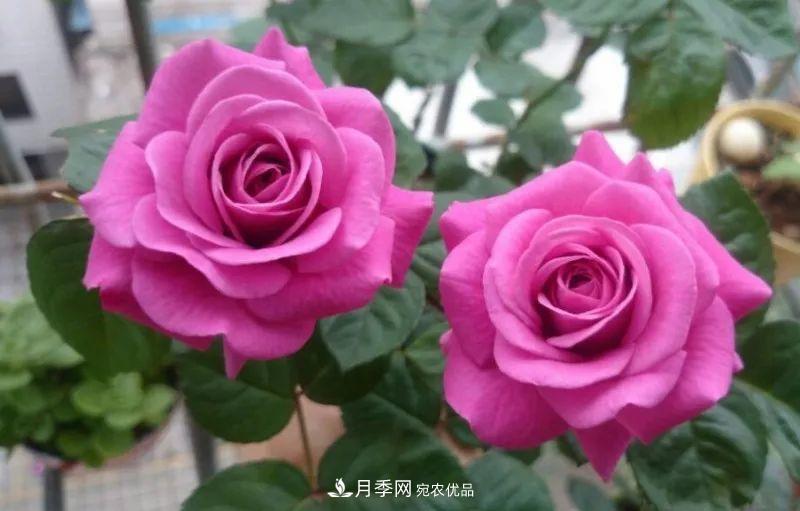 陽(yáng)臺(tái)小怎么辦？推薦8種微型荷蘭陽(yáng)臺(tái)月季，好看又好養(yǎng)！(圖10)