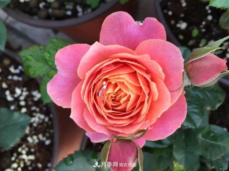 陽(yáng)臺(tái)小怎么辦？推薦8種微型荷蘭陽(yáng)臺(tái)月季，好看又好養(yǎng)！(圖9)