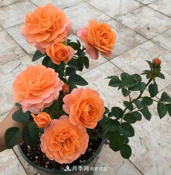 陽(yáng)臺(tái)小怎么辦？推薦8種微型荷蘭陽(yáng)臺(tái)月季，好看又好養(yǎng)！(圖7)