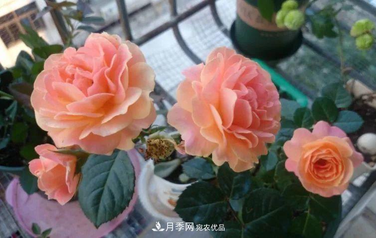 陽(yáng)臺(tái)小怎么辦？推薦8種微型荷蘭陽(yáng)臺(tái)月季，好看又好養(yǎng)！(圖8)