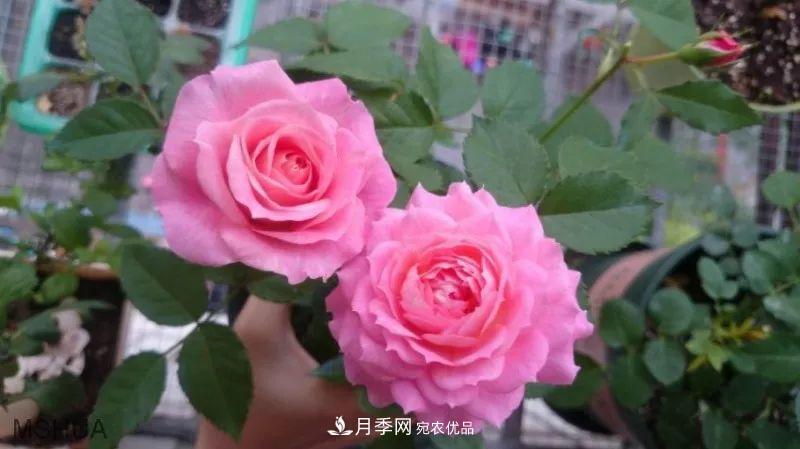 陽(yáng)臺(tái)小怎么辦？推薦8種微型荷蘭陽(yáng)臺(tái)月季，好看又好養(yǎng)！(圖14)
