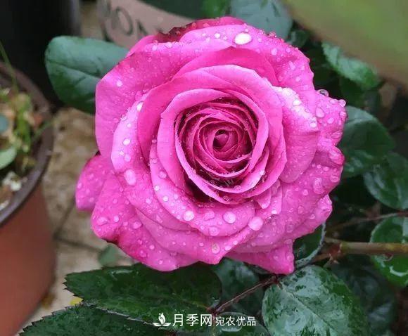 陽(yáng)臺(tái)小怎么辦？推薦8種微型荷蘭陽(yáng)臺(tái)月季，好看又好養(yǎng)！(圖11)