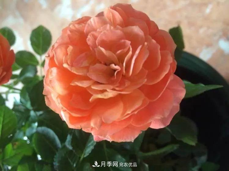 陽(yáng)臺(tái)小怎么辦？推薦8種微型荷蘭陽(yáng)臺(tái)月季，好看又好養(yǎng)！(圖13)