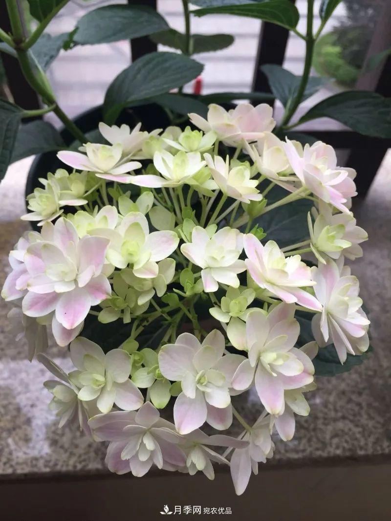 陽(yáng)臺(tái)小怎么辦？推薦8種微型荷蘭陽(yáng)臺(tái)月季，好看又好養(yǎng)！(圖20)