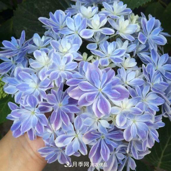 陽(yáng)臺(tái)小怎么辦？推薦8種微型荷蘭陽(yáng)臺(tái)月季，好看又好養(yǎng)！(圖19)
