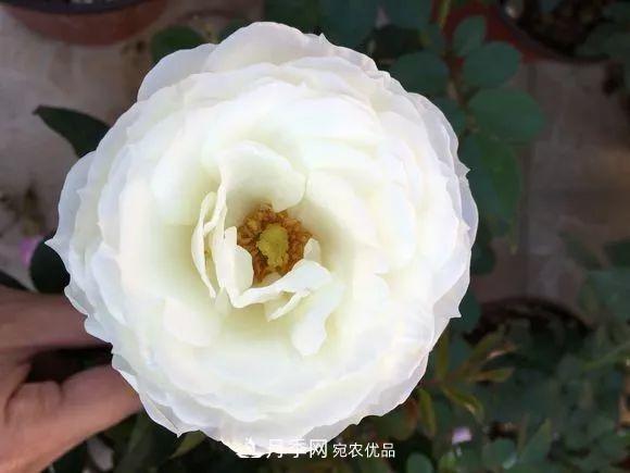 陽(yáng)臺(tái)小怎么辦？推薦8種微型荷蘭陽(yáng)臺(tái)月季，好看又好養(yǎng)！(圖17)