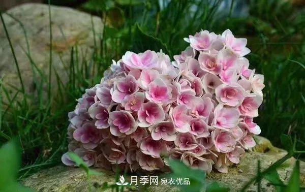 陽(yáng)臺(tái)小怎么辦？推薦8種微型荷蘭陽(yáng)臺(tái)月季，好看又好養(yǎng)！(圖18)