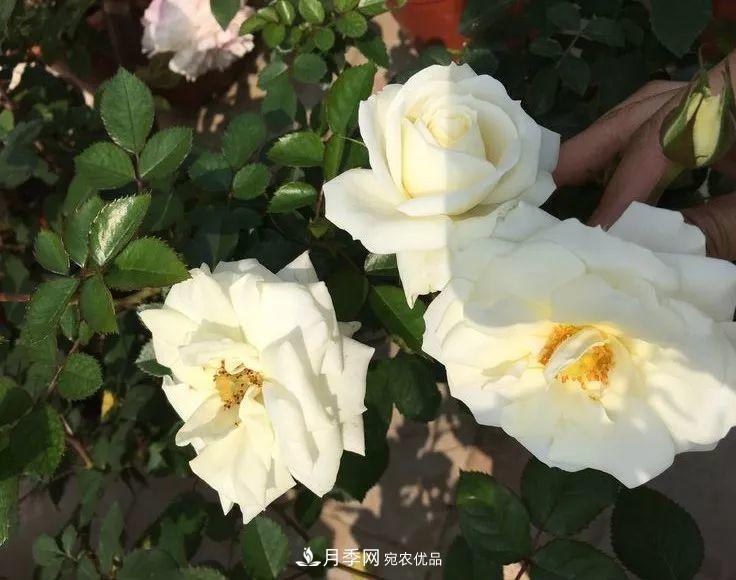 陽(yáng)臺(tái)小怎么辦？推薦8種微型荷蘭陽(yáng)臺(tái)月季，好看又好養(yǎng)！(圖16)