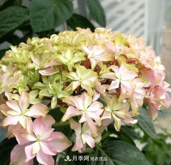 陽(yáng)臺(tái)小怎么辦？推薦8種微型荷蘭陽(yáng)臺(tái)月季，好看又好養(yǎng)！(圖21)